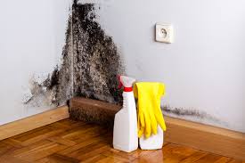 Best Mold Documentation for Insurance Claims  in Morn, GA